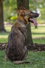 Lucy Liu, a sable german shepherd puppy