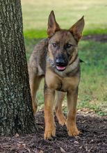 Lucy Liu, a sable german shepherd puppy