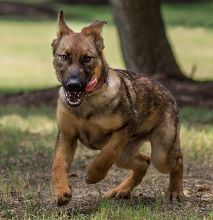 Lucy Liu, a sable german shepherd puppy