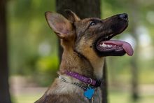 Lucy Liu, a sable german shepherd puppy