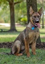 Lucy Liu, a sable german shepherd puppy