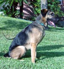 Luke, a black and tan German Shepherd and Great Dane mix