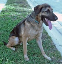 Luke, a black and tan German Shepherd and Great Dane mix