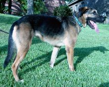 Luke, a black and tan German Shepherd and Great Dane mix