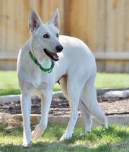 Natasha, a white german shepherd