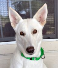 Natasha, a white german shepherd