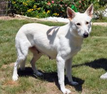 Natasha, a white german shepherd