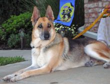 Gig, a black and tan german shepherd