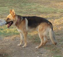 Bosco, a tan and black german shepherd