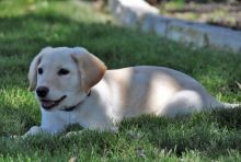 Paisley, a tan and cream lab/shepherd mix puppy