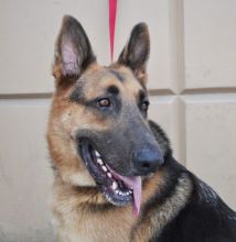 Parker, a black and tan german shepherd