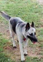 Perri, a black and tan german shepherd