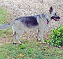 Perri, a black and tan german shepherd