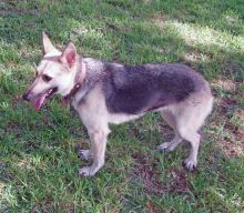 Piper, a black and tan german shepherd