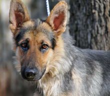 Ranger, a black and tan german shepherd