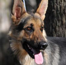Ranger, a black and tan german shepherd