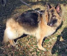 Ripley, a long-haired black and tan german shepherd