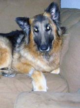 Ripley, a long-haired black and tan german shepherd