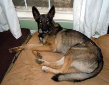 Samson, a sable german shepherd