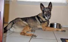 Samson, a sable german shepherd