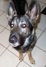 Samson, a sable german shepherd