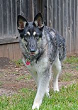 Schatzie, a black and cream german shepherd, walking