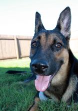 Stormy, a black and tan shepherd