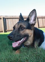 Stormy, a black and tan shepherd