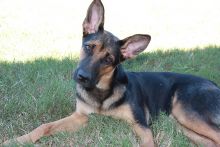 Stormy, a black and tan shepherd