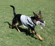 Stormy, a black and tan shepherd