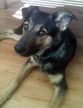 Tebow, a black and tan german shepherd