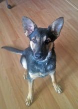 Tebow, a black and tan german shepherd