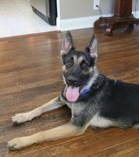 Bonita, a black and tan german shepherd