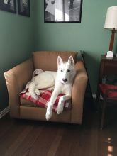 Grace, a white german shepherd