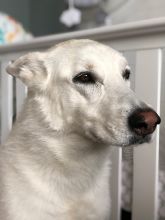 Grace, a white german shepherd