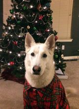 Grace in front of a Christmas tree