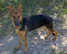 Lola, a black and tan german shepherd