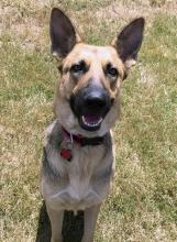 Molly a black and tan german shepherd, looking at the camera