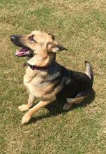 Molly a black and tan german shepherd, playing