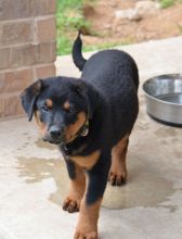 Black and tan puppy