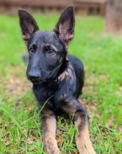 Ruby, a black and tan german shepherd and belgian malinois mix puppy