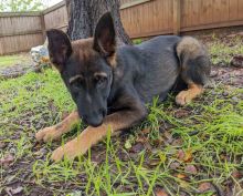 Ruby, a black and tan german shepherd and belgian malinois mix puppy