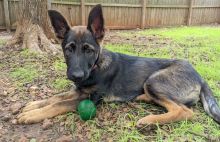 Ruby, a black and tan german shepherd and belgian malinois mix puppy