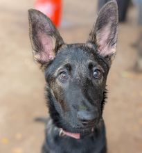 Ruby, a black and tan german shepherd and belgian malinois mix puppy