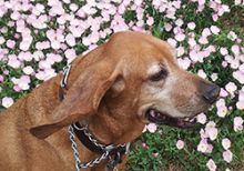 watson in front of flowers