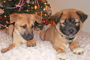 Two german shepherd puppies with a roll of gift wrapping paper