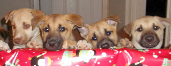 4 german shepherd puppies with a roll of christmas wrap